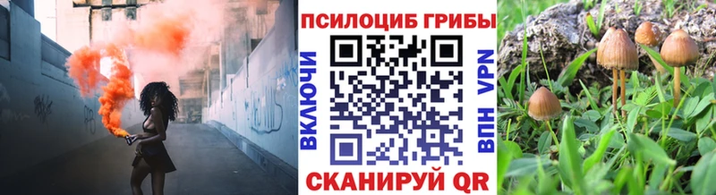 Галлюциногенные грибы Psilocybe Вязьма